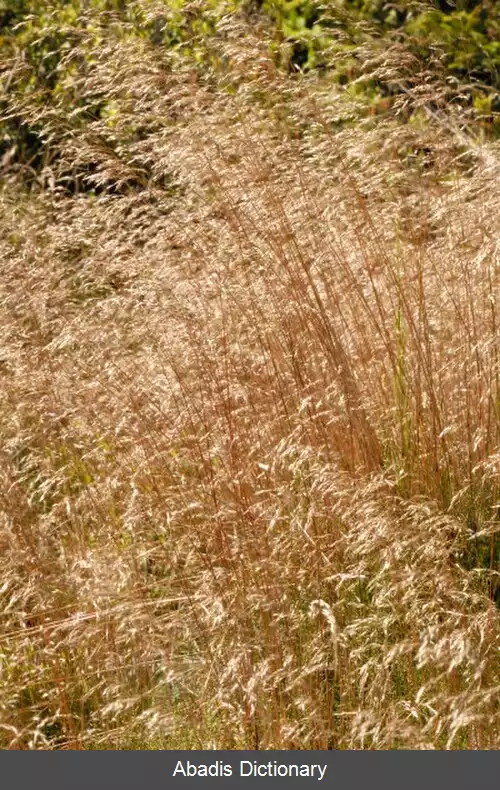 عکس علف بوریای مخملی