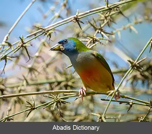 عکس طوطی سهره دم سنجاقی