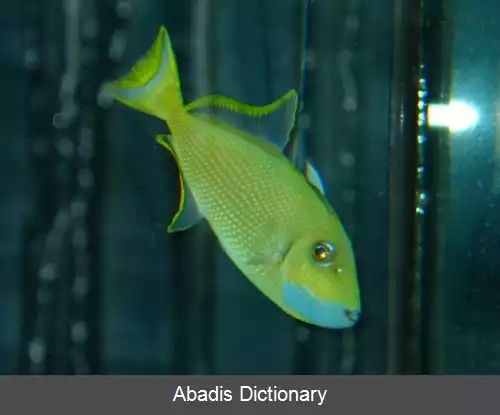 عکس فریباماهی گلوآبی