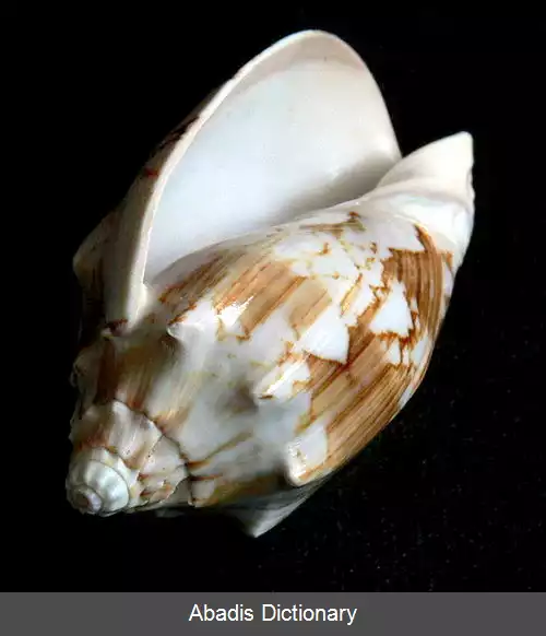 عکس زورقکی ها