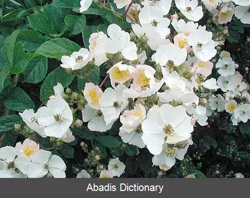 عکس رز خوشه ای