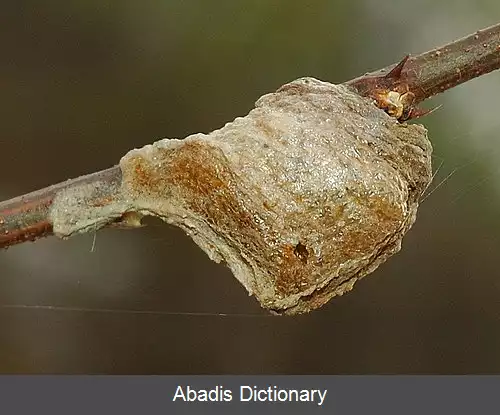 عکس بسته تخم