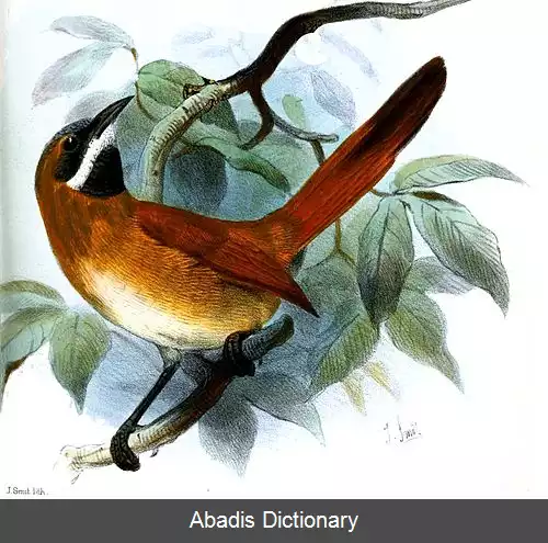 عکس دم تیزک سبیل سفید