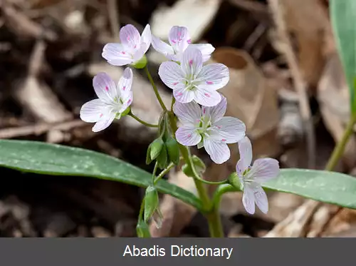 عکس زیبای بهار
