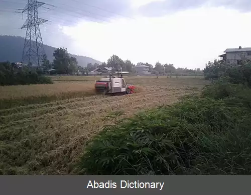 عکس بیجاربسته سر