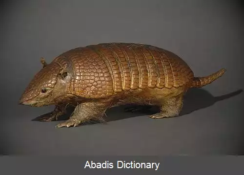 عکس آرمادیلوی هفت نواره