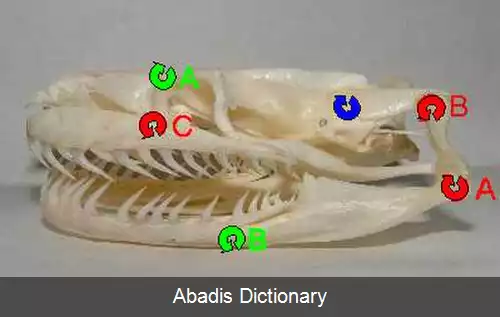 عکس استخوان بندی مار
