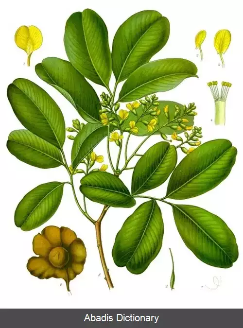 عکس درخت بادبزنی کیسه ای