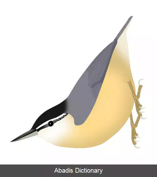 عکس کمرکولی چینی