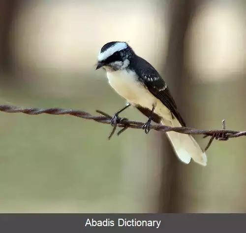 عکس دم بادبزنی ابروسفید