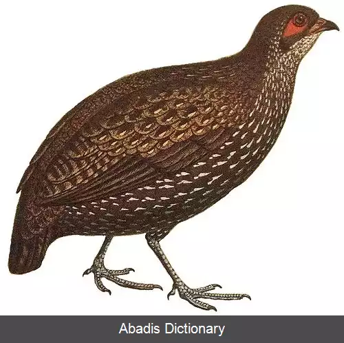 عکس کبک ناهان