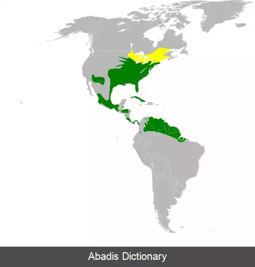 عکس چکاوک مرغزار شرقی