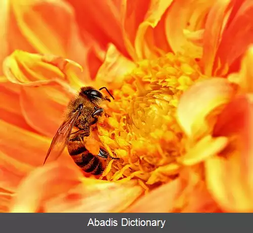 عکس الگوریتم زنبور عسل