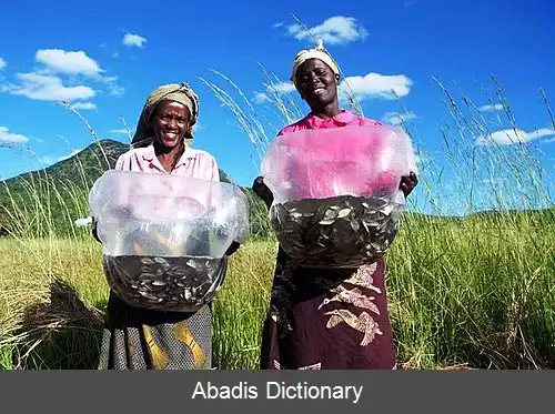 عکس زنان در پیشرفت