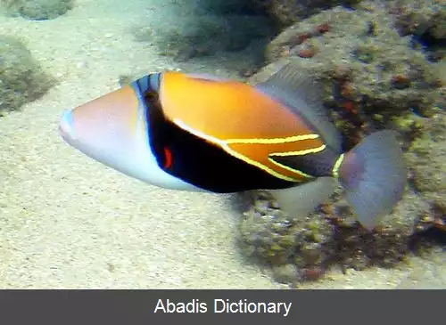 عکس فریباماهی آب سنگ