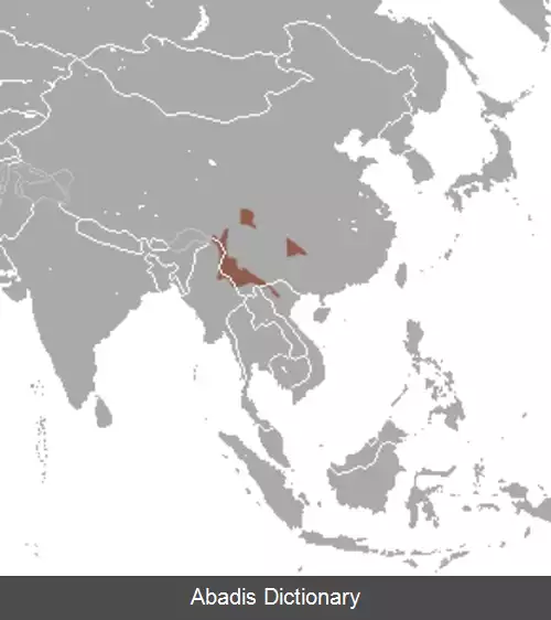 عکس موش تیغی حشره خوارمانند