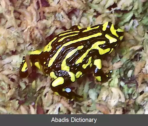 عکس قورباغه کوروبور