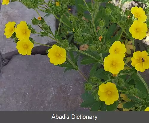 عکس پنجه برگ راست