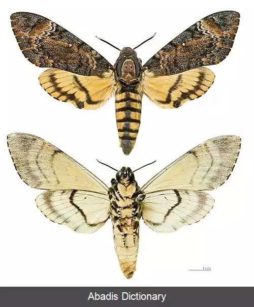 عکس زنبورربا