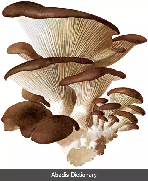 عکس صدفی قارچان