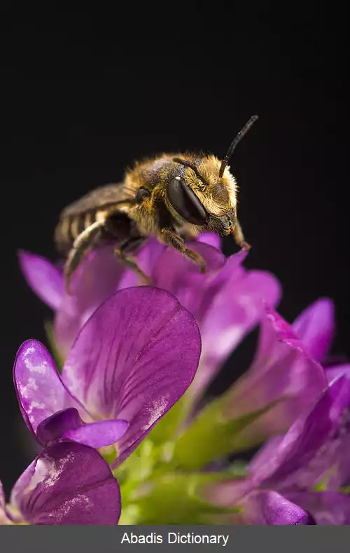 عکس زنبور برگ بر یونجه