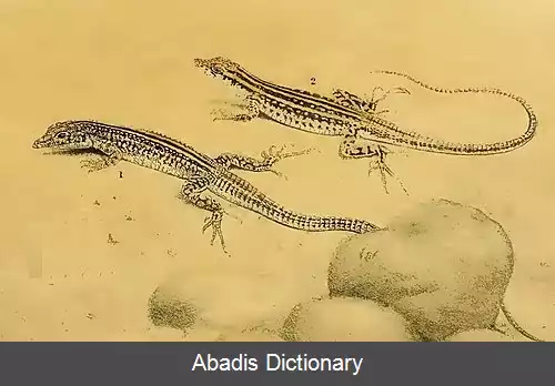 عکس ارمیاس نماها
