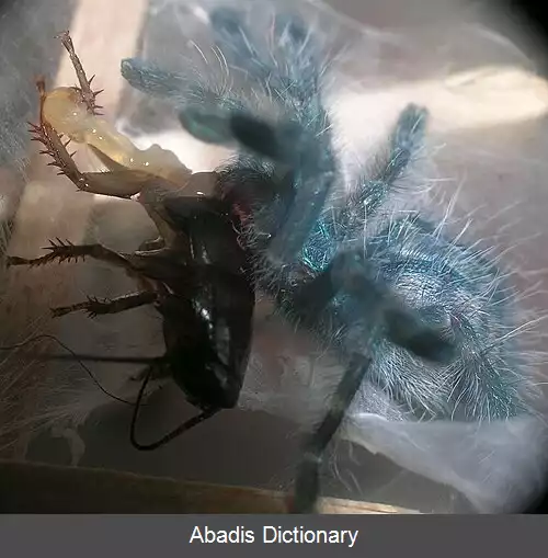 عکس رتیل صورتی مارتینیکو