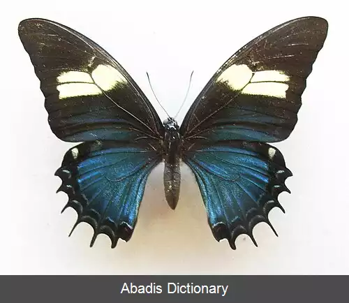 عکس ملکه دم چلچله ای