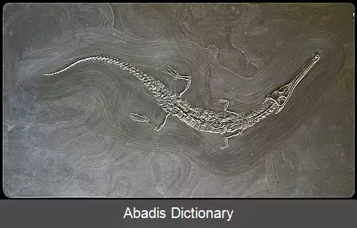 عکس استنئوسائوروس