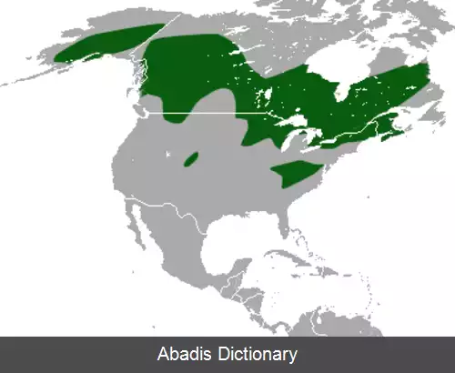 عکس حشره خوار کوتوله آمریکایی