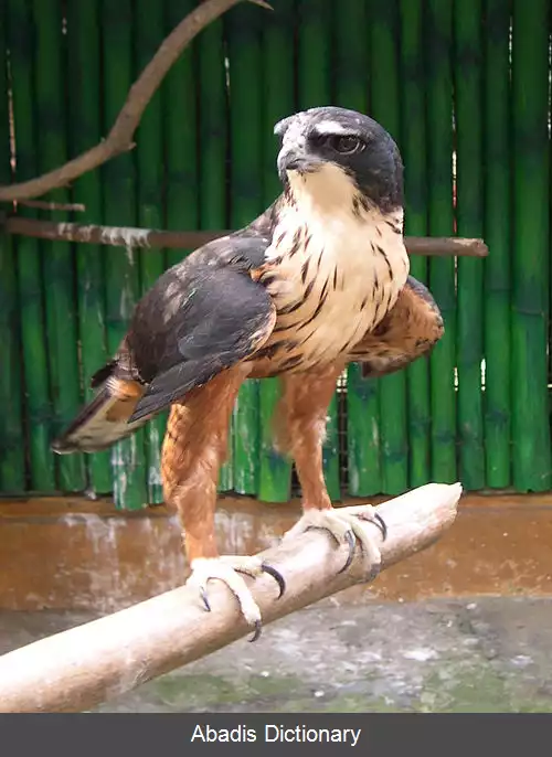 عکس عقاب شکم حنایی
