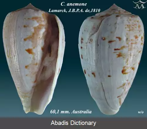 عکس قیفک شقایق