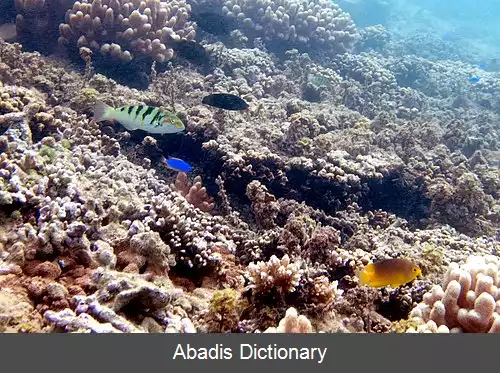 عکس زمردماهی لب لوله ای