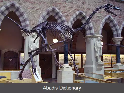 عکس استروتیومیموس