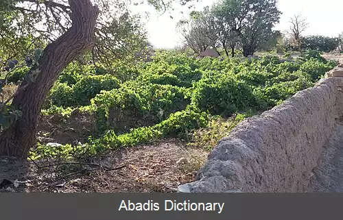 عکس قمشانه (همدان)