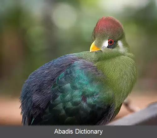 عکس دورگه پرنده