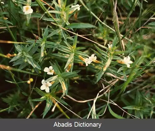 عکس زیباساز (سرده)