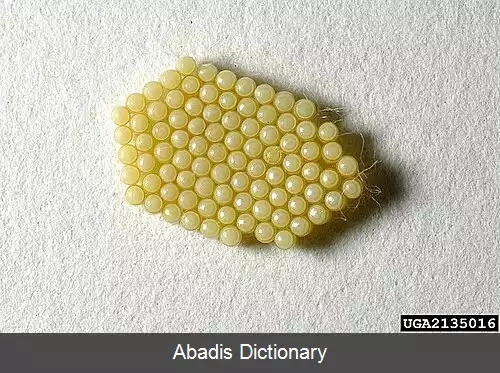 عکس سن سبز پنبه