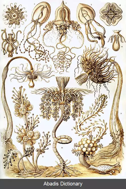 عکس اسفنج های شانه ای