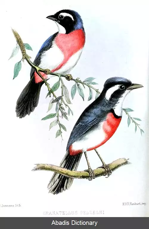 عکس چک سینه گلی
