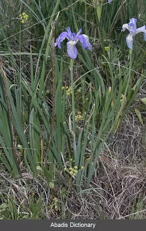 عکس زنبق میزوری