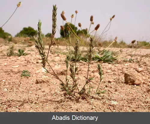 عکس صلیبک (سرده)