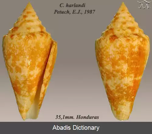 عکس قیفک هارلندی