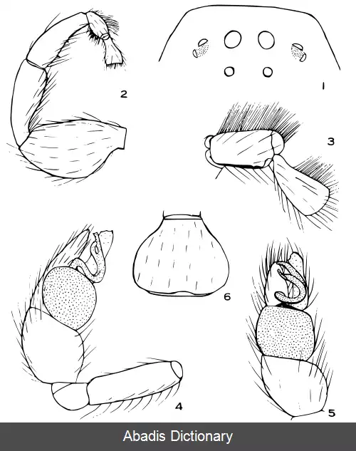 عکس عنکبوت های گیره پا