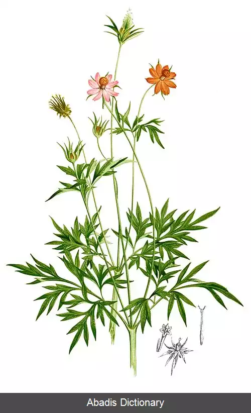 عکس کسمس کاداتوس