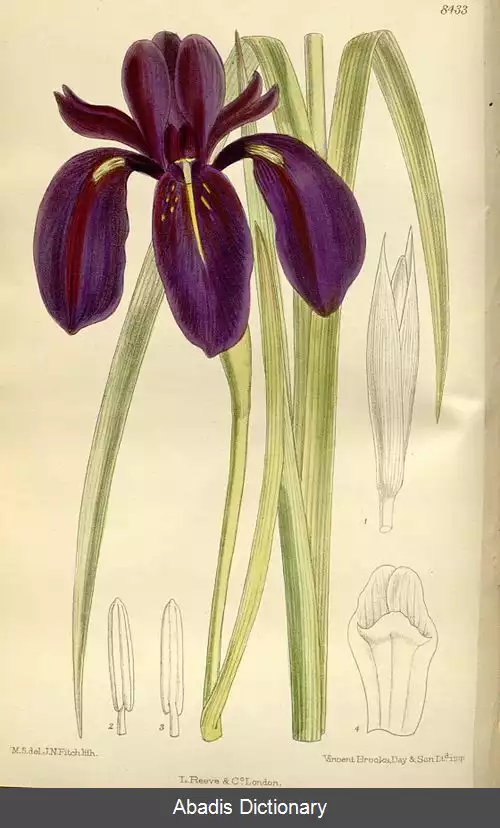 عکس زنبق سیاه