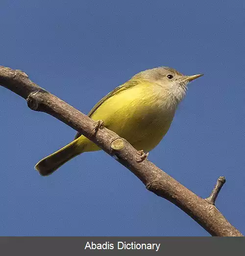 عکس دشت خوان سنگال