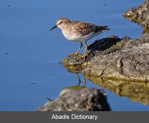 عکس زمین مرغان