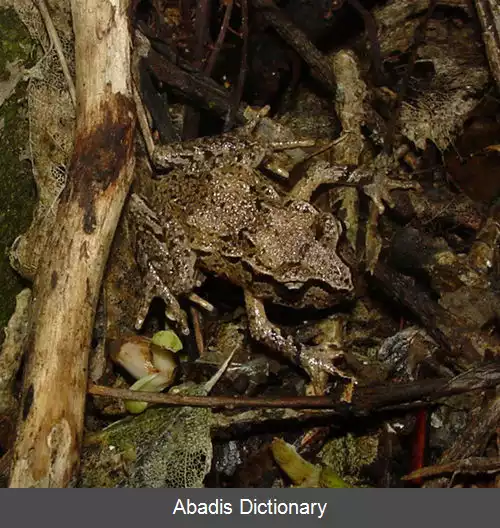 عکس قورباغه همیلتون