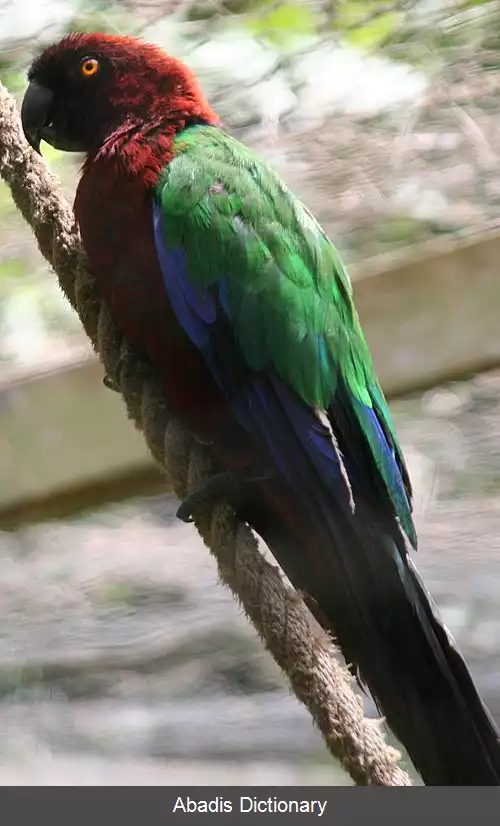 عکس طوطی درخشان